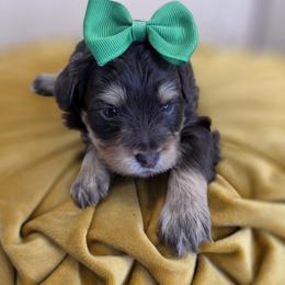 Flopsy - Chocolate female Goldendoodle puppy in Decatur, Tennessee from Diamond's Doodles