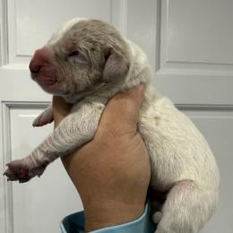 Jamison - Merle male Great Dane puppy in Florida from Beachside Kennels