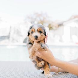 Sprout - female Australian Mountain Doodle puppy in Murray, Utah from Sun Valley Doodles