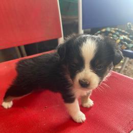 Black tri g - Black tri female Toy Australian Shepherd puppy in Springfield, Missouri from Donnie's Miniature & Toy Australian Shepherds