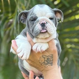 Buey - Blue tri-color male Bulldog puppy in Rockledge, Florida from BV Bulldogs