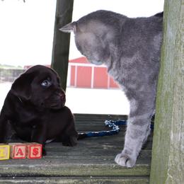 Labrador Retriever Puppies from Camden's Caring Canines