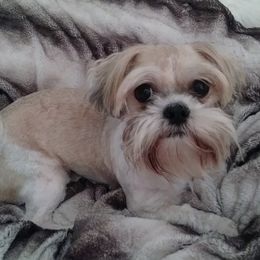Dachshunds, Miniature Schnauzers, and Shih Tzus from Love My Tzus