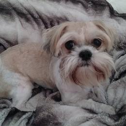 Dachshunds, Miniature Schnauzers, and Shih Tzus from Love My Tzus