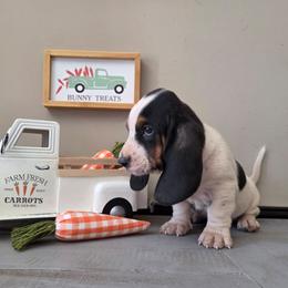 Victor - Black white and brown male Basset Hound puppy in Denison, Texas from Emma Lou's Baby Bassets
