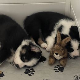 Australian Shepherd Puppies from Bedtime Story Australian Shepherds