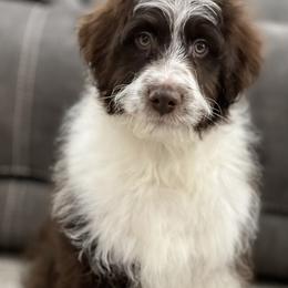 Aussiedoodle, Australian Shepherd, and Goldendoodle Puppies from Junipersdoodles