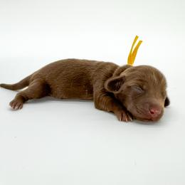 Jewel - Chocolate female Dachshund puppy in Waddell, Arizona from Neu Doxies