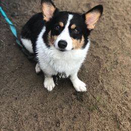 Scout - Pembroke Welsh Corgi