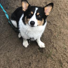 Scout - Pembroke Welsh Corgi