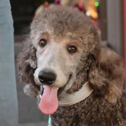 Sullivan - Poodle puppy from Above Standard Poodles
