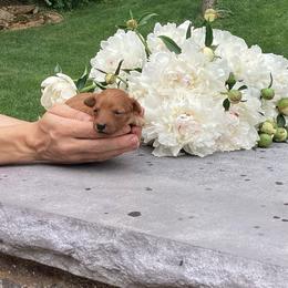 Maple - Cream female Poodle puppy in Narvon, Pennsylvania from Corgi Companions (license number 18998)