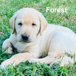 Forest - Yellow male Labrador Retriever puppy in Rock Hill, South Carolina from North Star Retrievers