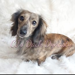 Déjà - Dachshund