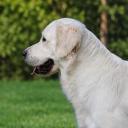 Golden Retriever puppies from K & M Golden Retrievers