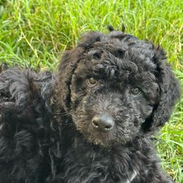 Bit - Black female Labradoodle puppy in Liberty Hill, Texas from Martin Family Doodle