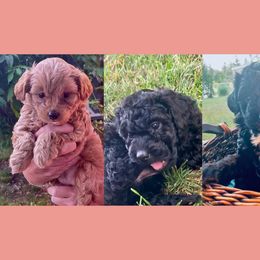 Poodle Puppies from Kindred Companions Toy Doodles