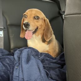 Mama Annie - Beagle