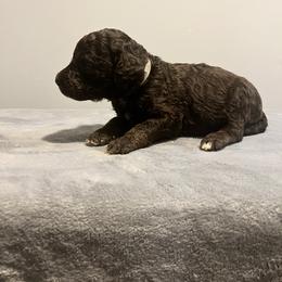Dakota - Cafe au lait male Poodle puppy in Atlanta, Georgia from Syren House Doodles & Poodles