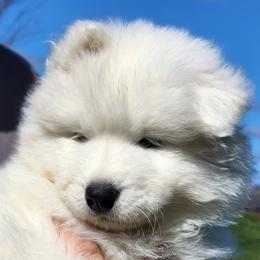 Boy 3 - White male Samoyed puppy in Punxsutawney, Pennsylvania from Safyr Samoyeds