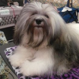 Havanese and Miniature Schnauzers from Maplecreek