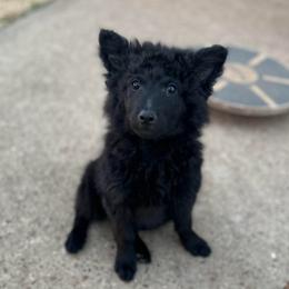 POPs - Black male Mudi puppy in Valley Mills, Texas from Graves Farm Mudi