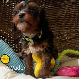 Vader - Tri-color male Cavapoo puppy in Maple Grove, Minnesota from Honey Bit Kennels