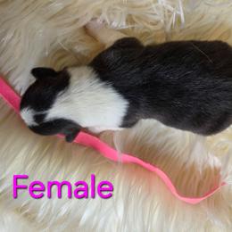 Pink Female - Black and tan female Pembroke Welsh Corgi puppy in Wayne City, Illinois from Lash Livestock & Corgis