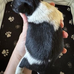 Black Parti Female - Parti female Miniature Schnauzer puppy in Decatur, Texas from Virgil Farms