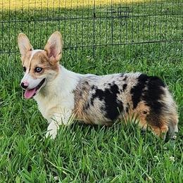 Captain - Blue merle and white male American Corgi puppy in Dunbar, Nebraska from Vintage Corgis
