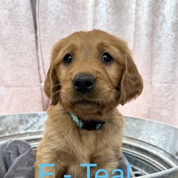 Stormy - Dark golden Golden Retriever puppy in Bear River Cy, Utah from Blue Creek Retrievers