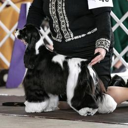 Donna - Cocker Spaniel