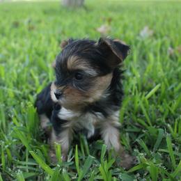 Dudley - Black and tan male Yorkshire Terrier puppy in Eastland, Texas from Peach Yorkies