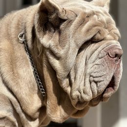 Neapolitan Mastiff All Grown Up from Consigliere Mastino