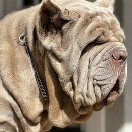 Neapolitan Mastiff All Grown Up from Consigliere Mastino