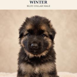 Blue Collar Male, Winter - Black and cream male Shiloh Shepherd puppy in Griffin, Georgia from Orchard Hills Shilohs