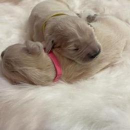 Golden Retriever puppies from Hat Creek Goldens