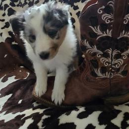 Cindy - Blue merle and white female Shetland Sheepdog puppy in Wapello, Iowa from Willow Rayne shelties and more