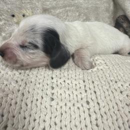 Marshmallow - Piebald male Dachshund puppy in Chillicothe, Ohio from Brittney's Dachshunds