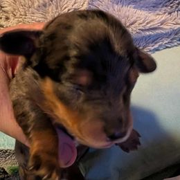Dapple boy 2 - Dapple male Dachshund puppy in Madisonville, Tennessee from LaRose Farm & Kennels