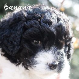 Cavapoo Puppies from The Cuddle Cavapoo Co.