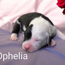 Ophelia - Sheepadoodle puppy from Ohio Valley Sheepadoodles