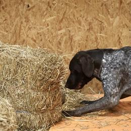 German Shorthaired Pointers from Royal Chaos GSP