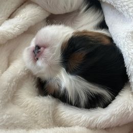 Cavalier King Charles Spaniel Puppies from SoCalCavaliers