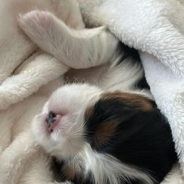 Cavalier King Charles Spaniel Puppies from SoCalCavaliers
