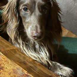 TJ - Dachshund