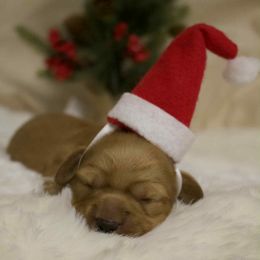 Kiki - Red female Dachshund puppy in Chillicothe, Ohio from Brittney's Dachshunds