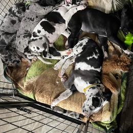 Great Dane Puppies from Andrea Aldrich's Great Danes