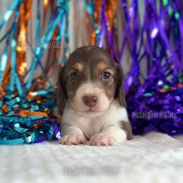 Scooby-Doo - Piebald male Dachshund puppy in Chandler, Arizona from Vonaducci Doxies, LLC.
