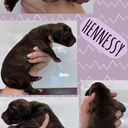 Hennessy - Brindle female Great Dane puppy in Wellsville, New York from Prophecy Danes